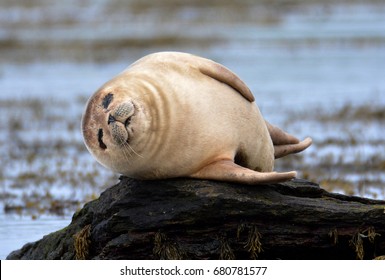 Seal On Orkney Islands (Scotland)