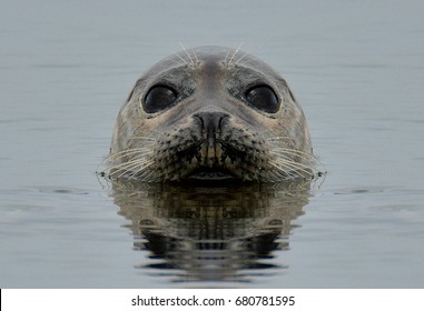 Seal On Orkney Islands (Scotland)