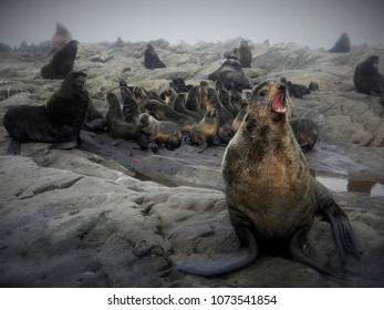 Seal On A Rookery In The Kuril Islands