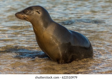 Galápagos Seal On San Cristóbal Island, Galápagos, Ecuador