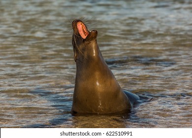 Galápagos Seal On San Cristóbal Island, Galápagos, Ecuador