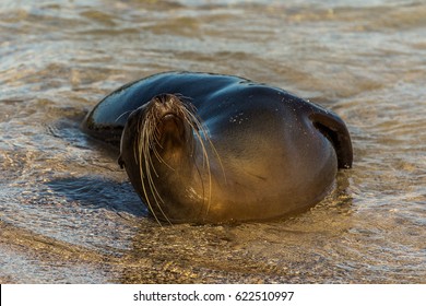 Galápagos Seal On San Cristóbal Island, Galápagos, Ecuador