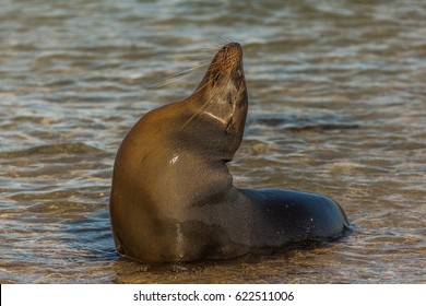 Galápagos Seal On San Cristóbal Island, Galápagos, Ecuador