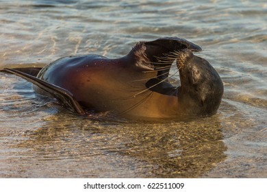 Galápagos Seal On San Cristóbal Island, Galápagos, Ecuador