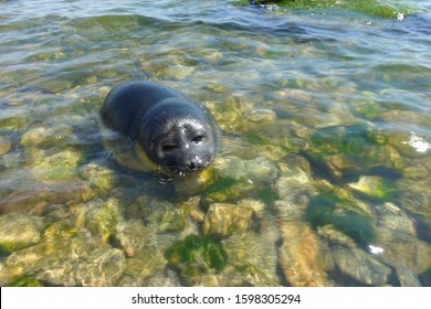 Seal On The Shore Of Lake Baikal.