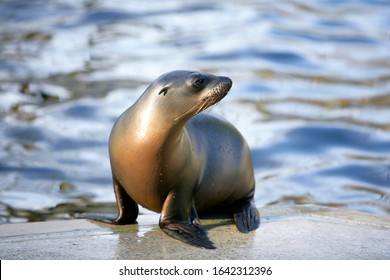 Seal (Pinnipedia) Sitting At The Edge Of A Pool