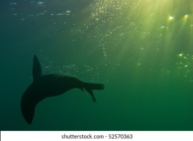 a seal plays underwater in south africa