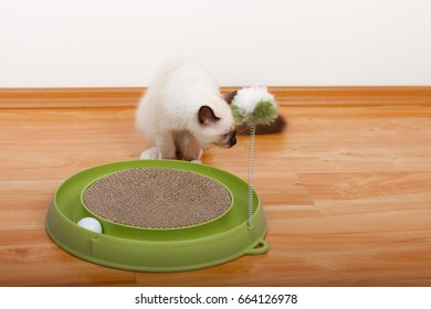 A Seal Point Birman Cat, 4 Month Old Kitten, Male With Blue Eyes Playing With Scratch Pad With Ball. 