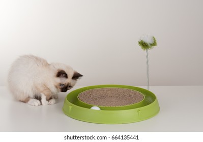 A Seal Point Birman Cat, 4 Month Old Kitten, Male With Blue Eyes Playing With Scratch Pad With Ball. 