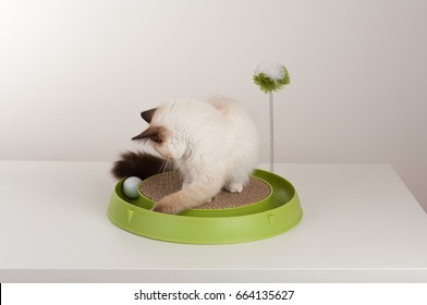 A Seal Point Birman Cat, 4 Month Old Kitten, Male With Blue Eyes Playing With Scratch Pad With Ball. 