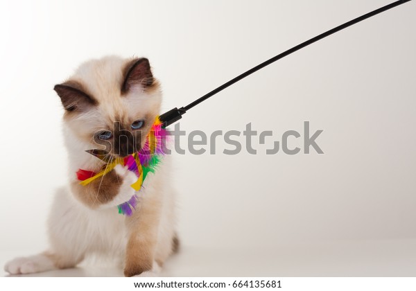 Seal Point Birman Cat 4 Month Stock Photo Edit Now 664135681