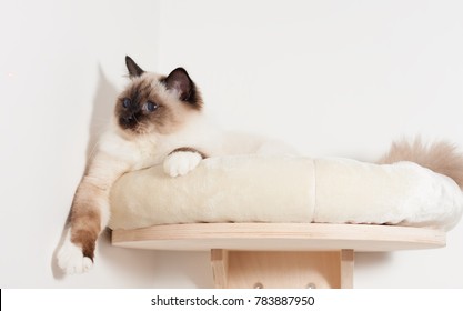 A Seal Point Birman Cat, 9 Month Old Cat , Male With Blue Eyes Is Hunting Little Red Dot Produced By A Laser Pointer.