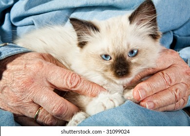 Seal point mitted ragdoll kitten held by the hands of an old woman