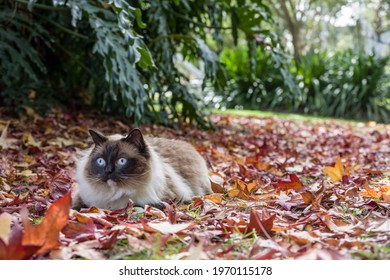 Seal point ragdoll cat laying on grass in a park with fall foliage in the background