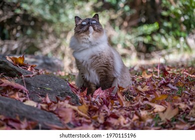 Seal point ragdoll cat in a park looking up and sitting on autumn foliage