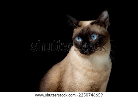 seal point siamese cat sitting waiting for food. Thai cat looking something on black background.Hungry siamese cat with  blue eyes and copy space.