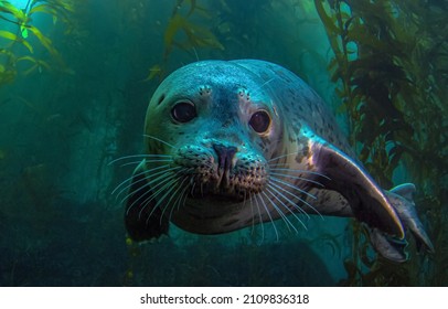Seal portrait underwater. Underwater seal portrait. Seal underwater scene - Shutterstock ID 2109836318