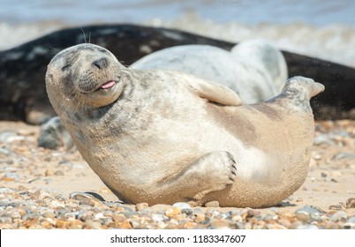 seal pup with a happy expression basking on a stony beach
