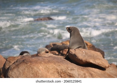 Seal Pup Looking Towards The Ocean, West Coast, South Africa