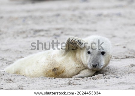 A  seal pup lying in the sand and waves his fin 