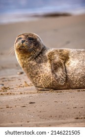 Seal Pup On The Scottish Coastline