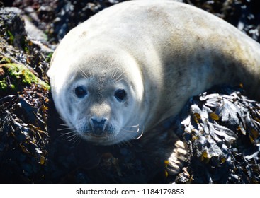 Seal Pup; Scotland