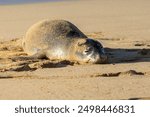 Seal pup sleeping at Poipu Beach Kauai March of 2023