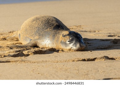 Seal pup sleeping at Poipu Beach Kauai March of 2023 - Powered by Shutterstock