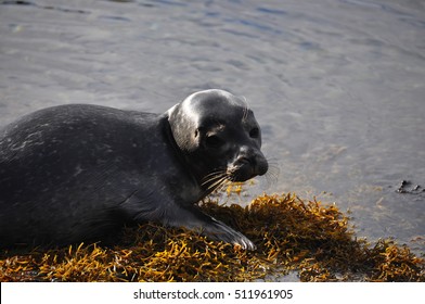 Seal Pup, Strangford Lough Northern Ireland