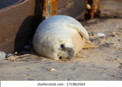 Seal Pup Sunbathing On Norfolk Beach