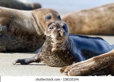 Seal Puppy In La Jolla Beach, California