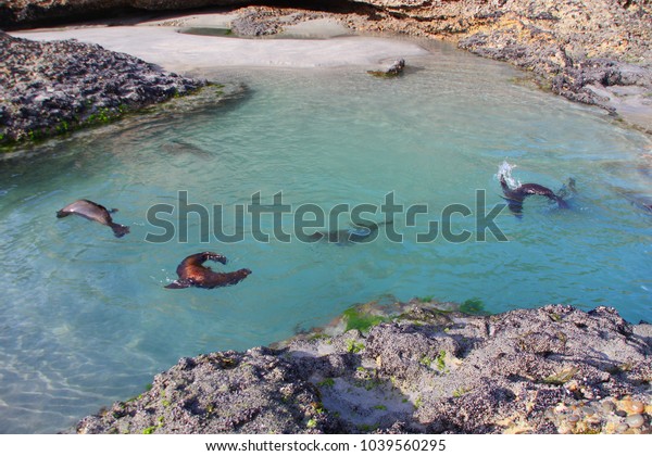 seal\
pups playing in the rocks pools on Wharariki Beach, this versatile\
and fascinating beach is one of New Zealand\'s most beautiful\
beaches at the Cape Farewell on the South\
Island