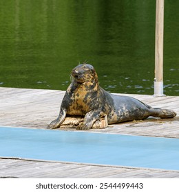 A seal relaxes on a wooden platform near tranquil water, basking in the warm sunlight on a beautiful day, enjoying its peaceful surroundings - Powered by Shutterstock