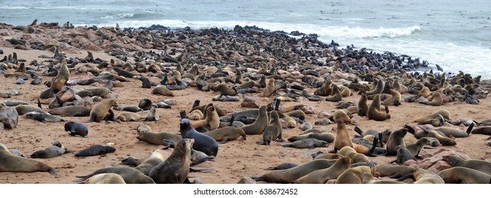 Seal Reserve In Cape Cross