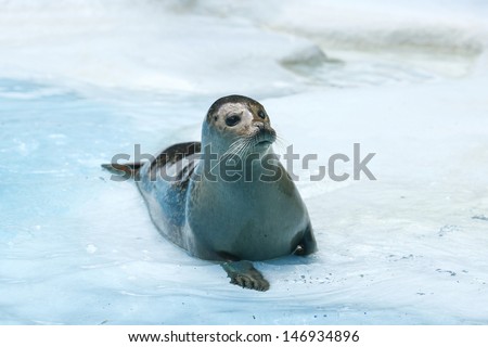 seal resting on the water on a blue rock