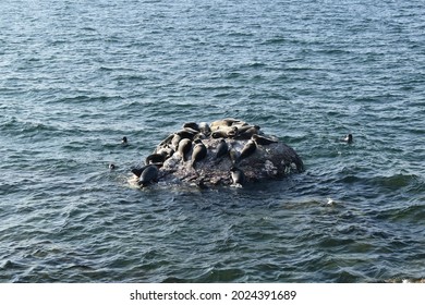 Seal Rookery On Lake Baikal On A Stone