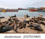 The seal rookery at the seaport of Mar De Plata, Argentina