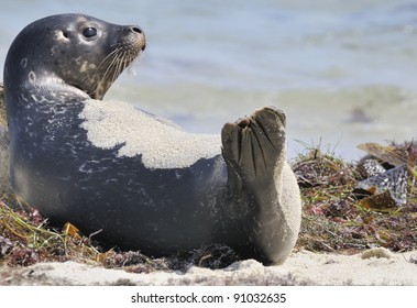 Seal In The Sand At La Jolla, California