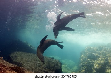 Seal Sea Lion In Baja California Coming To You