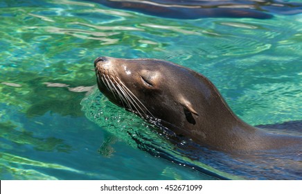 Seal / Sea Lion - Bronx Zoo