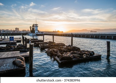 2,618 Pier 39 Sea Lions Images, Stock Photos, 3D objects, & Vectors