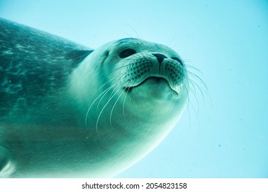 Seal In A Sealcentre Swimming Under Water