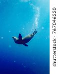 Seal in shallow water at Montague Island, Australia.