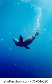 Seal in shallow water at Montague Island, Australia.