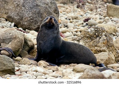 A seal sits up after relaxing on the rocks at Herbertville in the Wairarapa on the East Coast of the North Island in New Zealand.