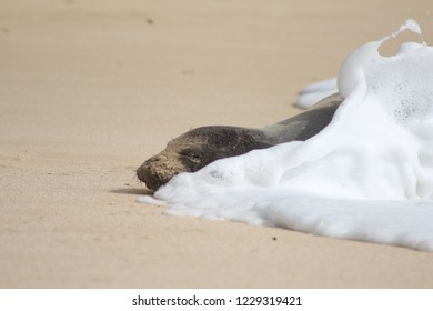 Seal splashed by wave