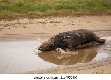 Seal Splashing In Puddle Of Water At Donna Nook Seal Sanctuary Lincolnshire, UK. British Wildlife