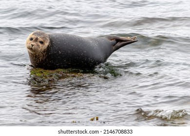 Seal Sun Bathing On A Rock