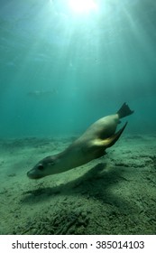 Seal Swimming in Sunlight