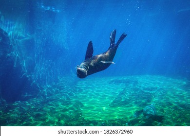 Seal Swimming Underwater In A Natural Aquarium